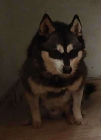 Аляскинский кли-кай Нейл в добрые руки в Москве фото 4