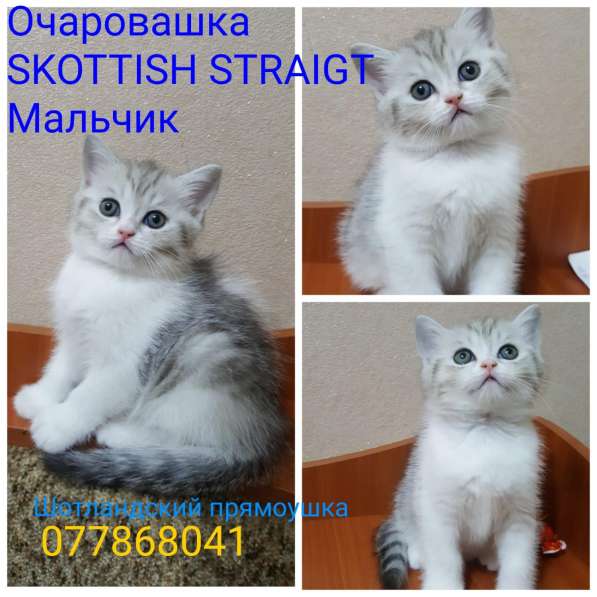 Продам шотладнских страйтов, SKOTTISH STRAIGHT в 