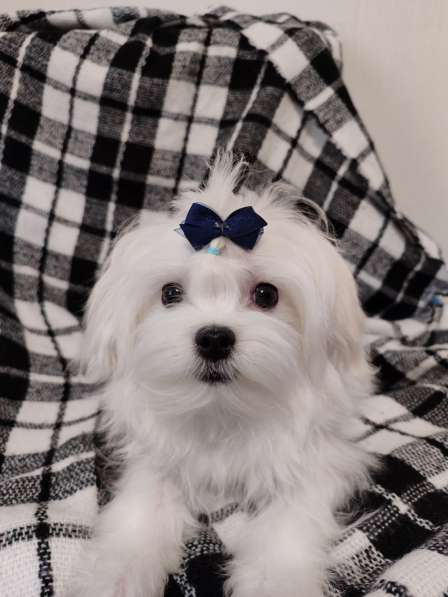 Maltese. Boy's в 