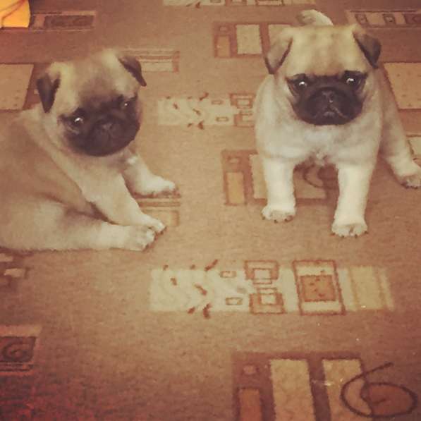 Щенки мопсы в Новокузнецке фото 19