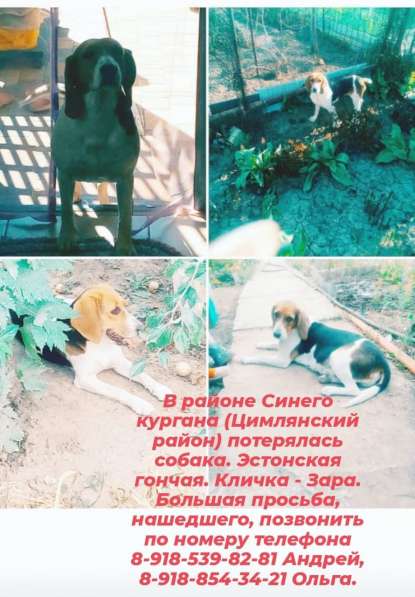 Потерялась собака