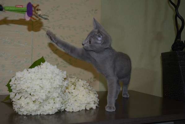 Чистокровные котята Русской голубой в Владимире фото 3
