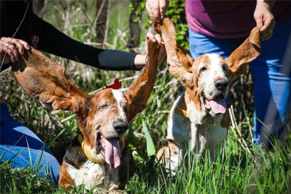 Бассеты Гоша и Ника в добрые руки в Москве