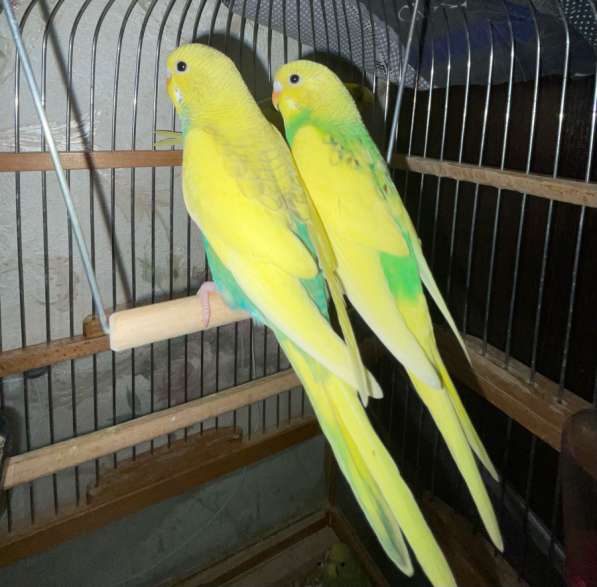 Волнистые попугаи,3 самца
