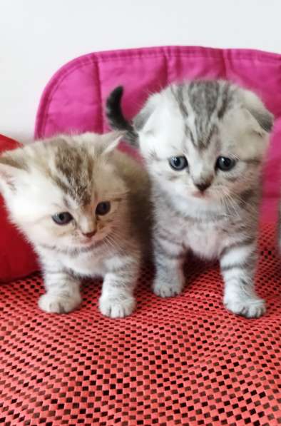 Котята шотландские Скоттиш фолд и страйт в фото 7