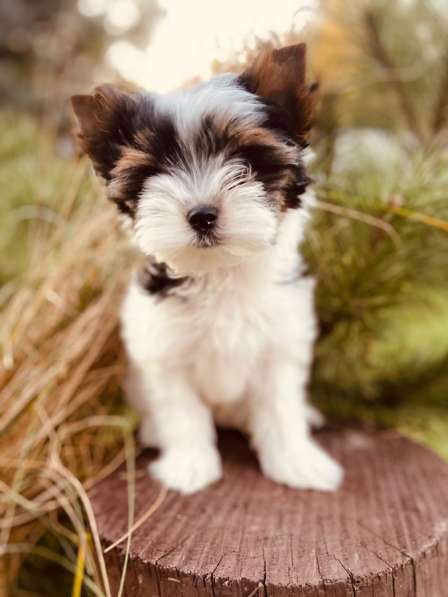 Бивер Йорк мальчик 2 месяца в Москве фото 3