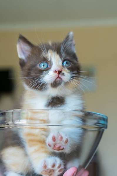 Scottish Fold & Straight в фото 8