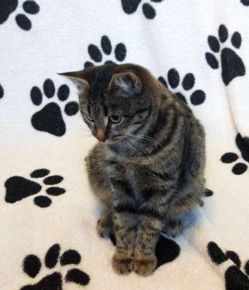 Мраморная красавица Маргоша ищет дом! в Москве