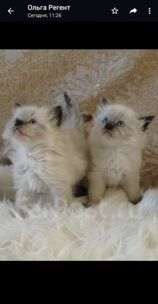 Невские маскарадные котята-15т. Родители живут в одной семье в Владивостоке