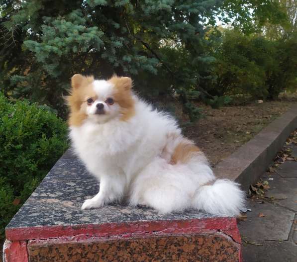 Померанский шпиц