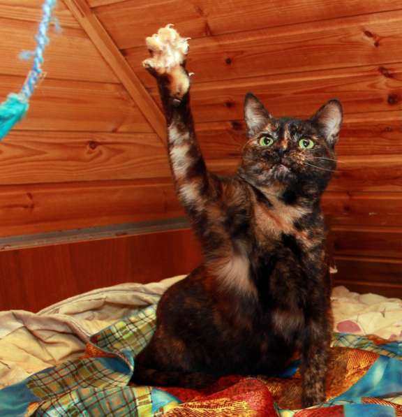 Кошка в добрые руки. Ася — летняя феечка в Калуге фото 14