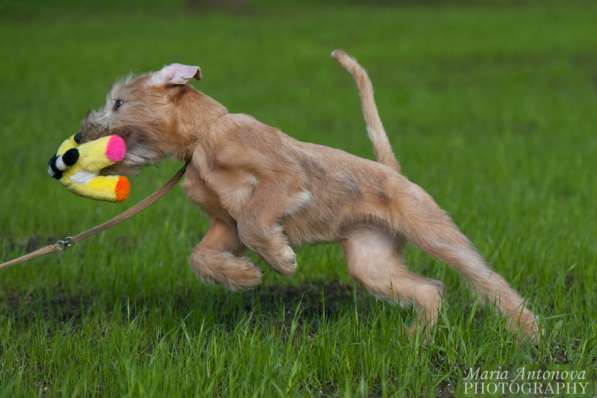 Ирландский мягкошерстный пшеничный терьер щенки в Москве фото 4