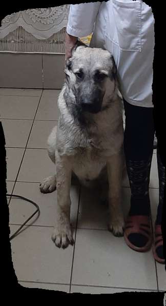 Пропала собака в Саратове