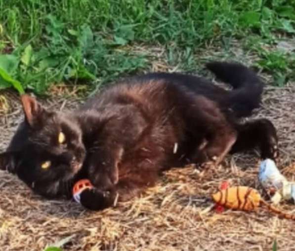 Воспитанный златоглазый котофей в Санкт-Петербурге фото 27