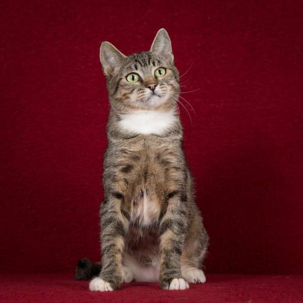 Котопёс Барса — удивительная кошка с удивительной историей и в Москве