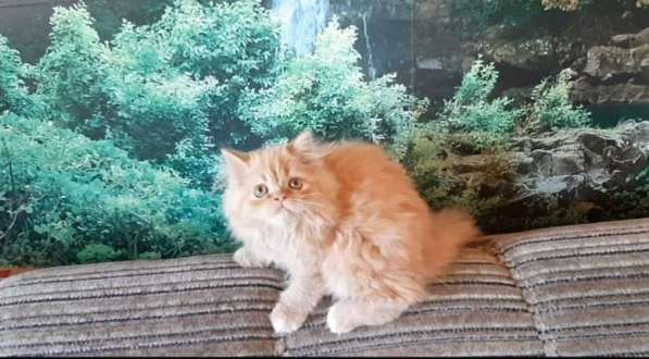 Красивые котята персы в 