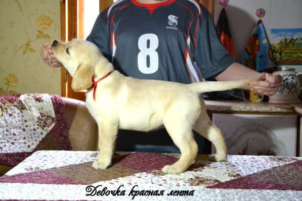 Щенки лабрадора из питомника в Белгороде фото 17