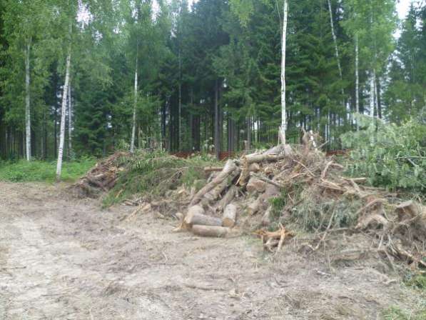 Расчистка участка от кустарника, спил деревьев. Снос дома в Солнечногорске фото 3