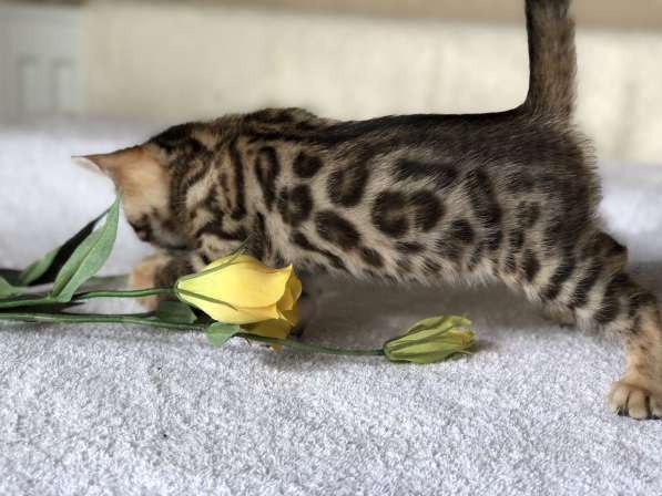 Предлагаются Бенгальские котята из питомника с документами в фото 45