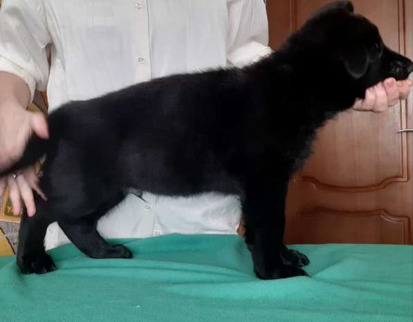 Щенок немецкой очарки черный кобель в Москве фото 3