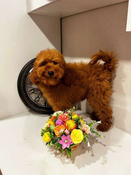 Toy POODLE/miniature в Москве фото 5