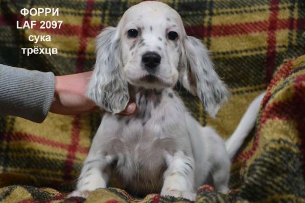 Английский сеттер щенки из элитного питомника в Москве фото 77