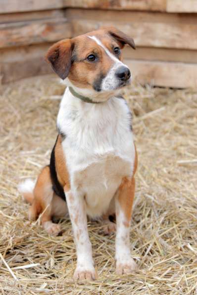 Коротколапик Мисти в дар в Москве фото 5