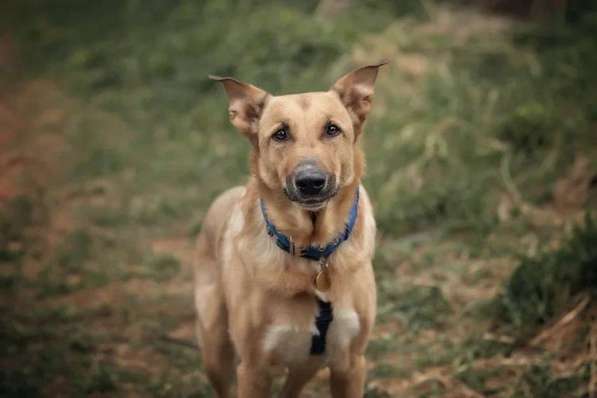 Лавр ищет дом в Москве фото 44