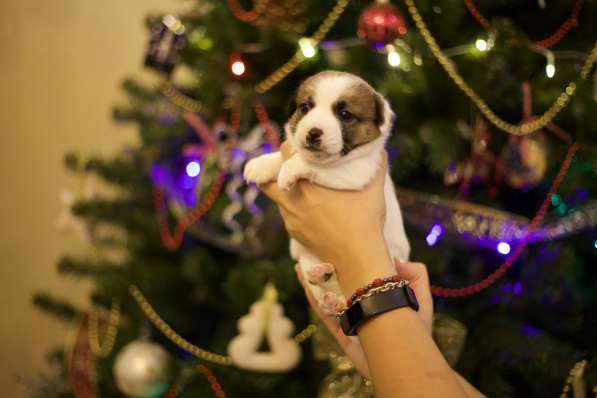 Щенки Джек Рассел терьер от титулованных родителей в Смоленске фото 16