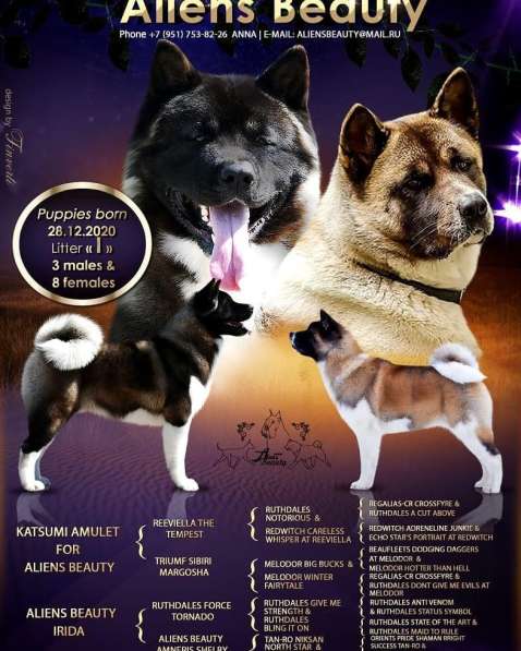 Щенки Американской акиты в Санкт-Петербурге фото 28