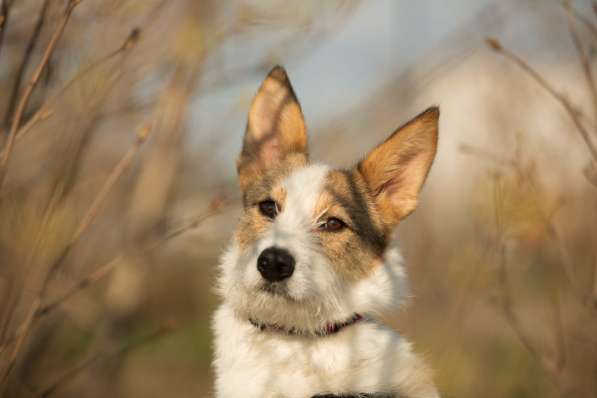 Белая пушистая компактная собачка в Санкт-Петербурге фото 18