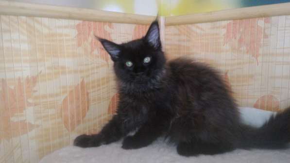 Котята мен кун из питомника Bella Diva в Москве фото 3