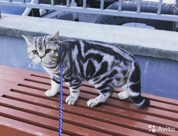 Коты на вязку и котята шотландские в Костроме