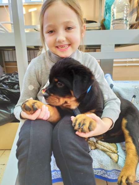 Puppy boy Rottweiler 03.10.2020 в фото 6