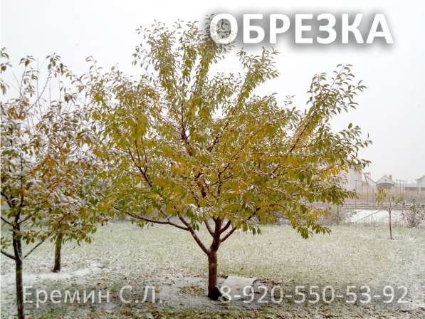 Зимняя обрезка плодовых деревьев в Белгороде фото 12