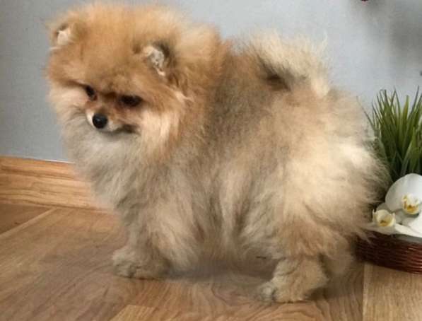 Померанский шпиц