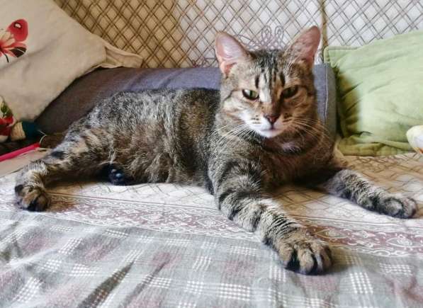 Алиса &mdash; беззащитное существо ищет дом в Москве фото 14