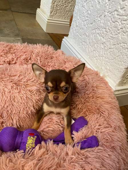 Chihuahua puppy’s в фото 4