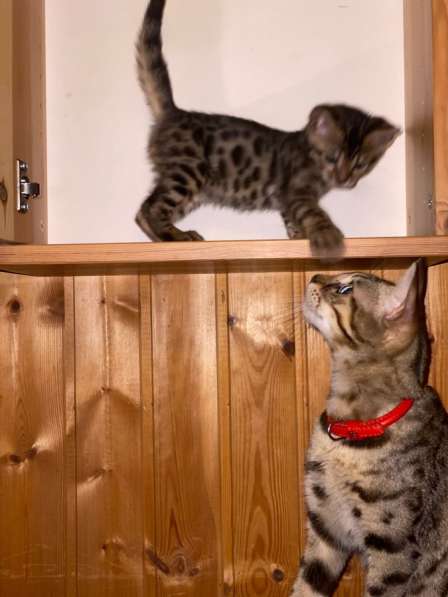 2 бенгальских котёнка в Москве фото 5