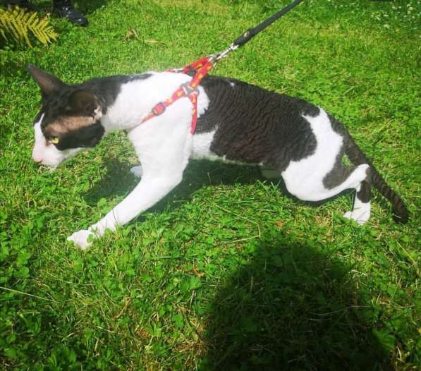 Кот для вязки