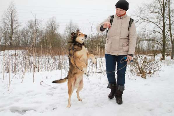 Собака в хорошие руки в Санкт-Петербурге