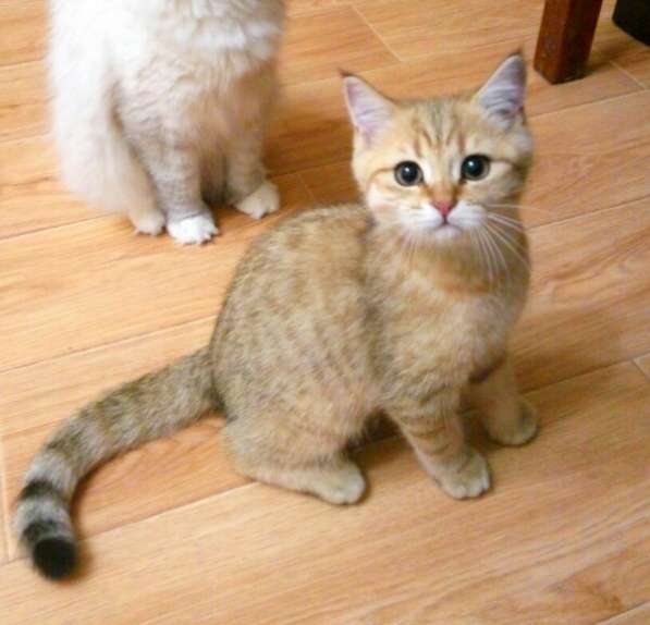 Британские котята в Санкт-Петербурге фото 5