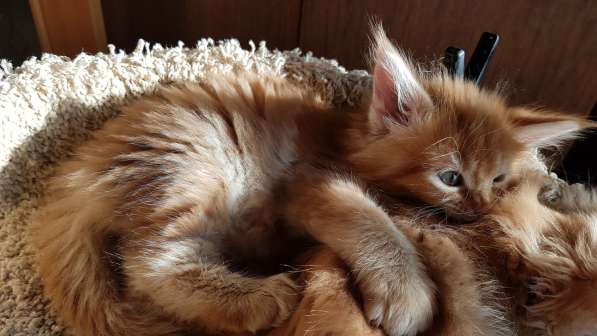 Продаётся красная девочка мейн-кун в Санкт-Петербурге фото 68