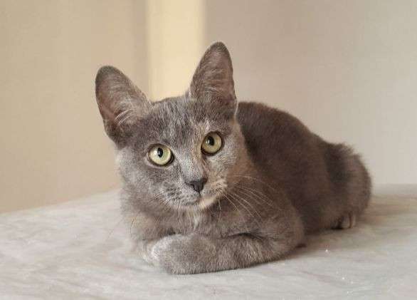 Котенок в добрые руки в Москве фото 15