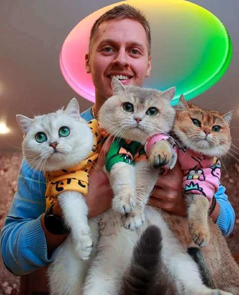 Британские кошки и котята в Москве