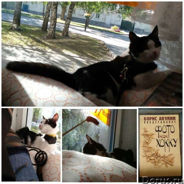 Кошечка Фифа в добрые руки в Ставрополе