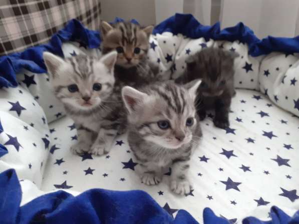Котята Шотландские в Самаре фото 9