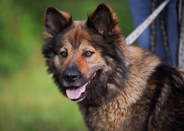 Ищет заботливых хозяев потрясающая собака Ресси в Москве фото 9