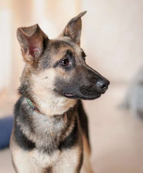 Добби мини овчарка в Москве фото 5