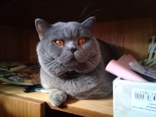 Вязка : Опытный Шотландский кот- Красавец Прямоухий в Москве фото 5